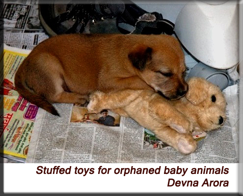 Devna Arora - Stuffed toys for wildlife orphans